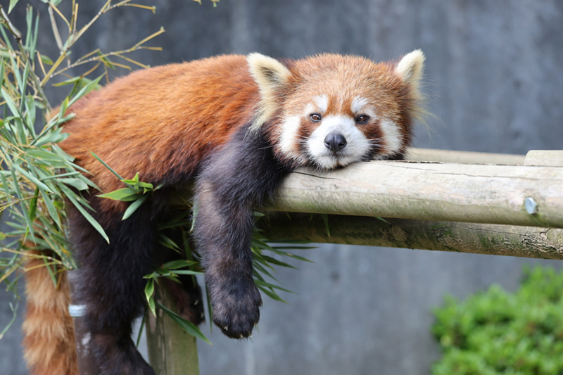 firefox